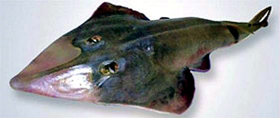 Rhinobatos (Glaucostegus) cemiculus _04.jpg